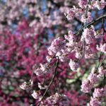 ［６］気温のジェットコースターの終着点は満開の桜