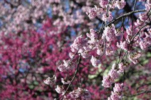 ［６］気温のジェットコースターの終着点は満開の桜