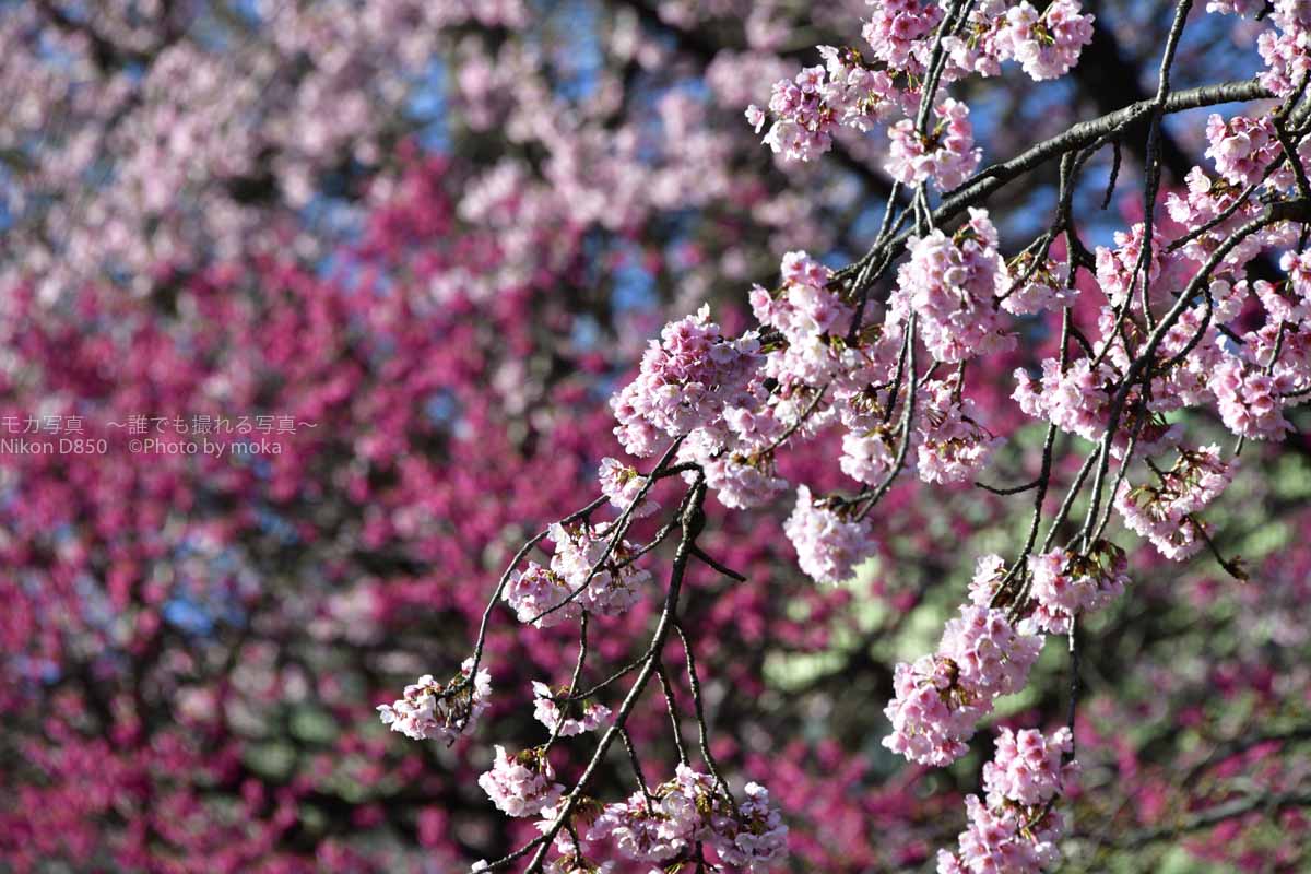 ［６］気温のジェットコースターの終着点は満開の桜