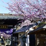 ［６］お寺の人しかいない境内を満開の安行桜が彩りを添える！