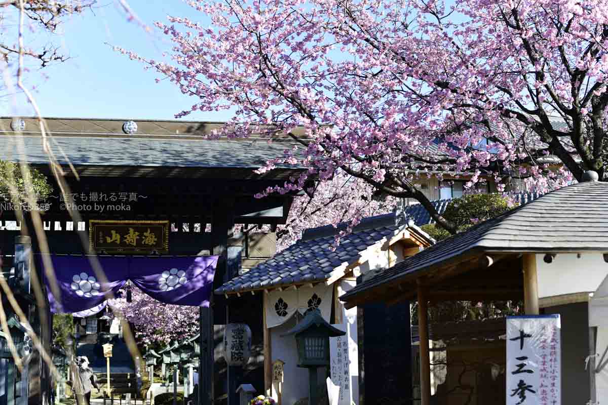 ［６］お寺の人しかいない境内を満開の安行桜が彩りを添える！