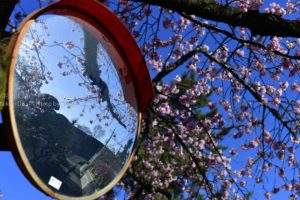 ［６］春の景色を写しこんだミラーの世界に注目！！