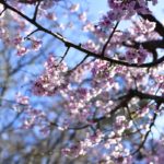 ［６］満開を向かえた安行桜と開花宣言となったソメイヨシノ