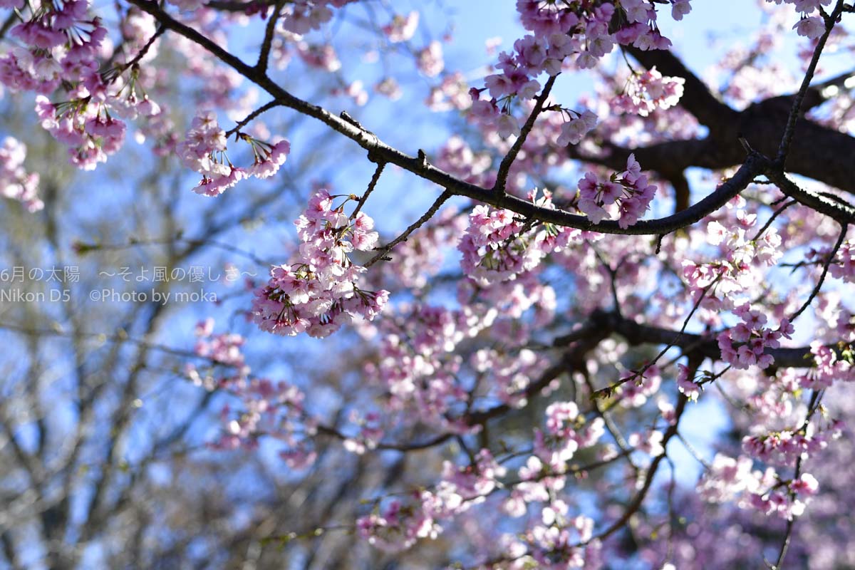 ［６］満開を向かえた安行桜と開花宣言となったソメイヨシノ