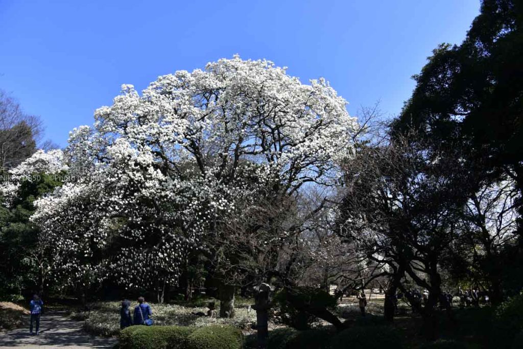 ［６］春の青空をバックに、真っ白に咲き誇るモクレン