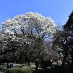 ［６］春の青空をバックに、真っ白に咲き誇るモクレン