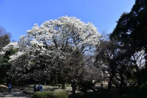 ［６］春の青空をバックに、真っ白に咲き誇るモクレン