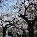 ［６］頭上から降り注ぐ、新宿御苑の枝垂れ桜
