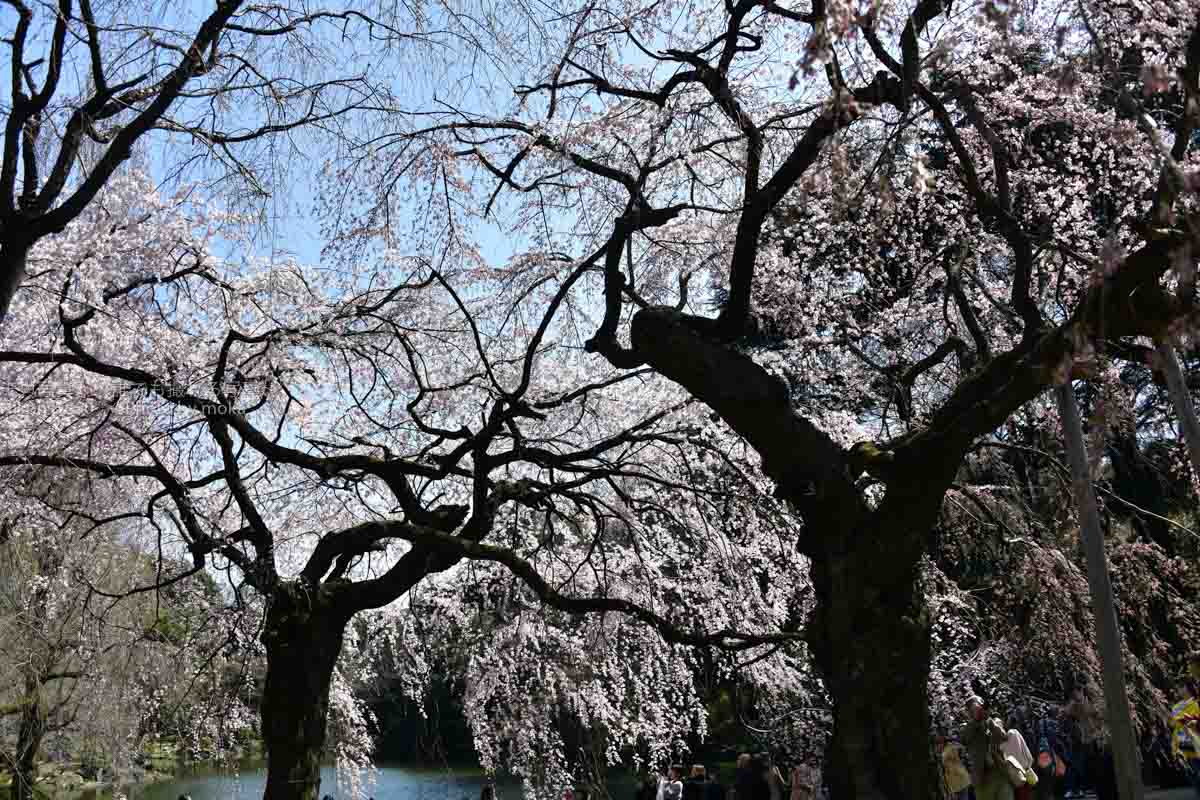 ［６］頭上から降り注ぐ、新宿御苑の枝垂れ桜