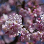 ［６］４月といえば桜の花、満開を迎えています！！