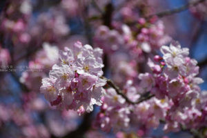 ［６］４月といえば桜の花、満開を迎えています！！