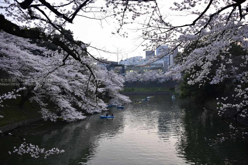 ［６］絶対に見ておきたかった、満開の千鳥が淵！