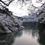 ［６］絶対に見ておきたかった、満開の千鳥が淵！