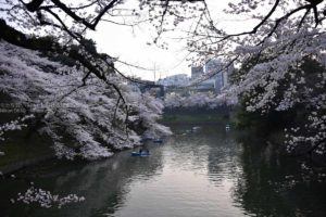 ［６］絶対に見ておきたかった、満開の千鳥が淵！