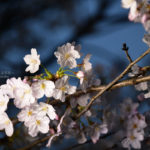 ［６］幻想的にライトアップされた千鳥が淵の桜