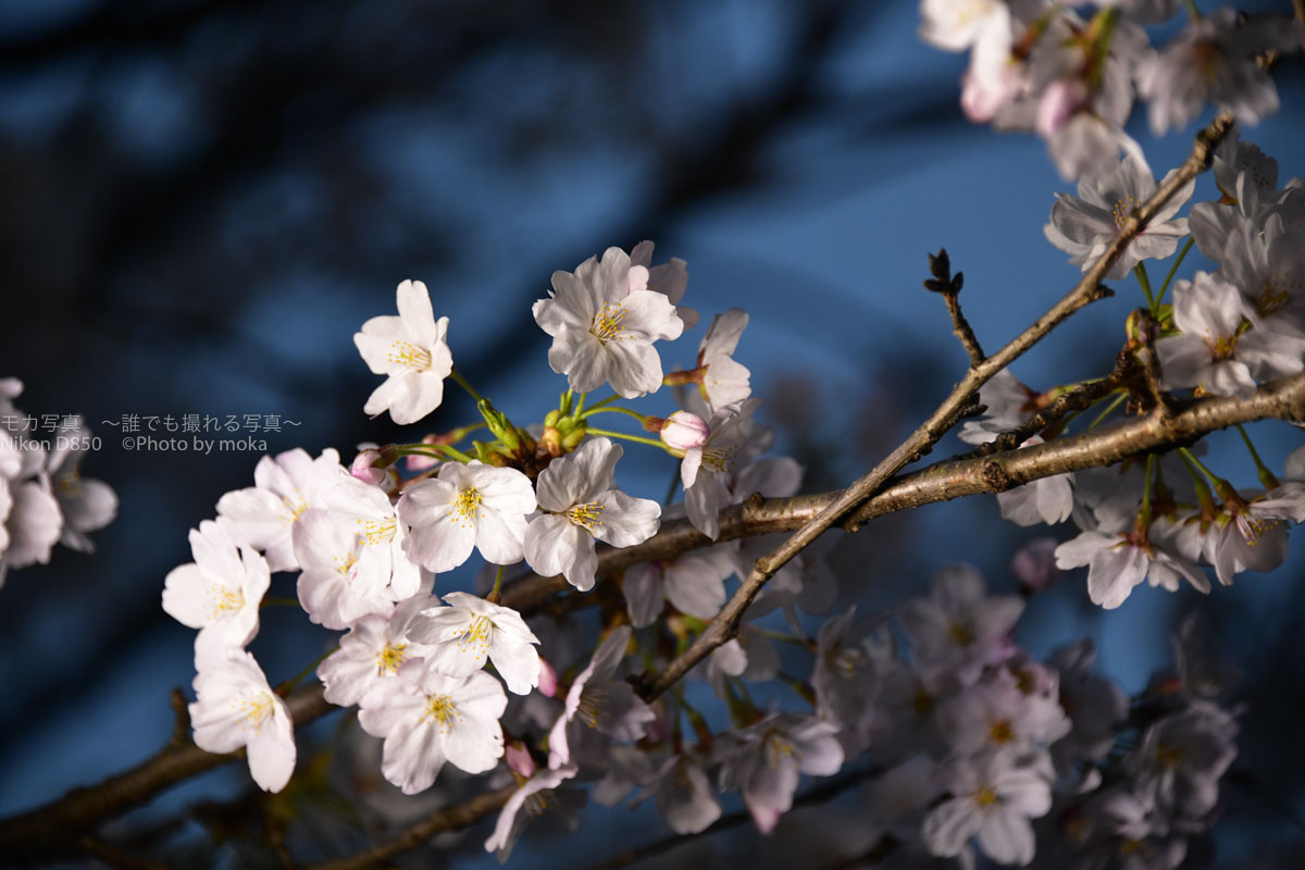 ［６］幻想的にライトアップされた千鳥が淵の桜