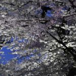 ［６］ライトアップされた千鳥ヶ淵の桜と月光