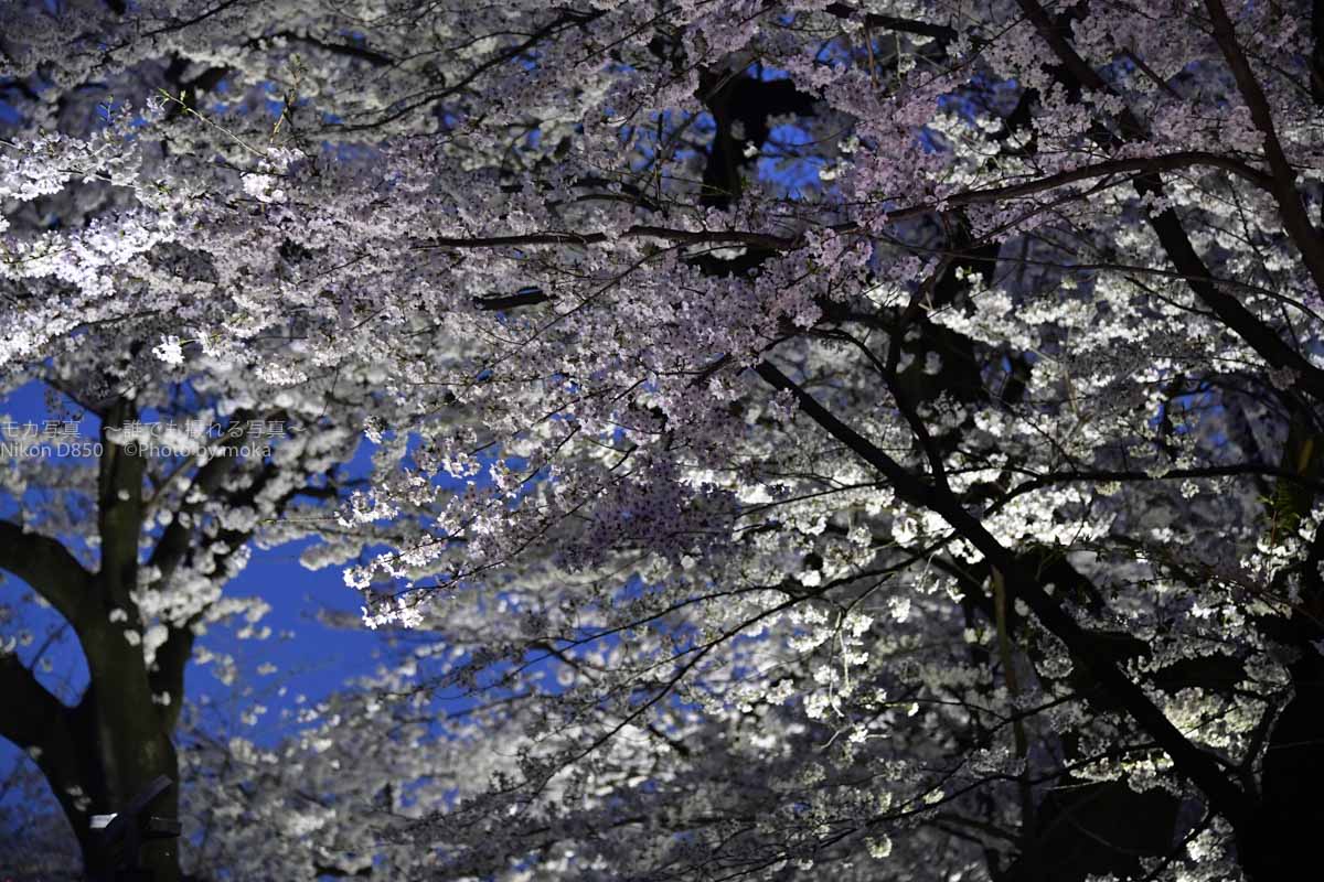 ［６］ライトアップされた千鳥ヶ淵の桜と月光