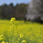 ［６］一気に咲きほこる桜に菜の花にチューリップ！！