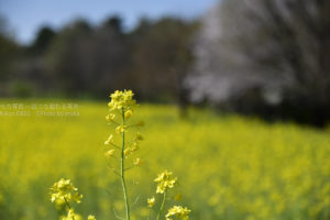 ［６］一気に咲きほこる桜に菜の花にチューリップ！！