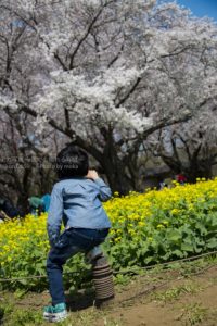 ［６］春の日差しの中で哀愁ただよわせる後ろ姿