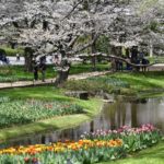 ［６］満開の桜が主役でしたが・・チューリップに奪われがち。