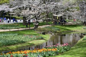 ［６］満開の桜が主役でしたが・・チューリップに奪われがち。