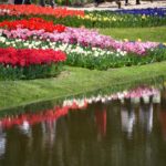 ［６］満開の桜が終わった後は、満開のチューリップを楽しむ！！