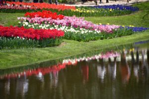 ［６］満開の桜が終わった後は、満開のチューリップを楽しむ！！