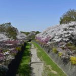 ［６］桜が満開時の昭和記念公園