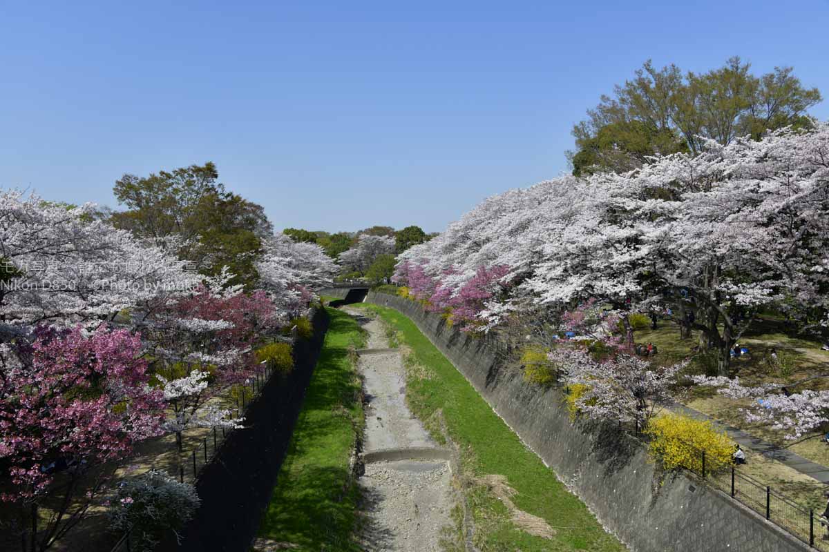 ［６］桜が満開時の昭和記念公園