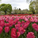 ［６］２３万本のチューリップが満開！！