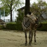 ［６］４月から受講中のニコンカレッジ。お散布スナップ〜動物編