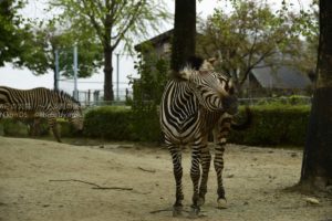 ［６］４月から受講中のニコンカレッジ。お散布スナップ〜動物編