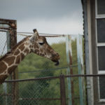 ［６］首の長いキリンは、動物園の人気者！！