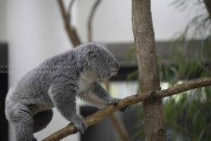 ［６］目を覚ましたコアラは愛嬌抜群！！