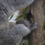 ［６］動きある動物たちの表情を撮ろう！！ ーニコンカレッジー