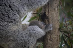 ［６］動きある動物たちの表情を撮ろう！！ ーニコンカレッジー