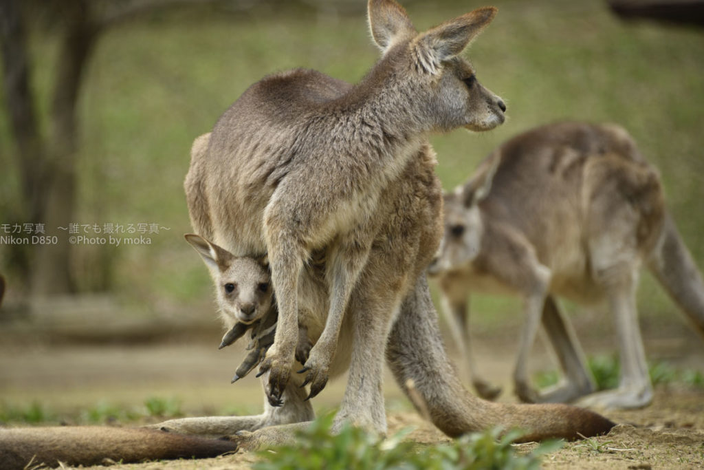 ［６］カンガルーの子供がお腹の袋から覗いてる！！