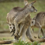 ［６］カンガルーの子供がお腹の袋から覗いてる！！