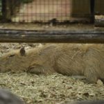 ［６］完全リラックスモードで連休突入のカピバラさん