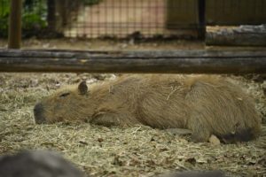 ［６］完全リラックスモードで連休突入のカピバラさん