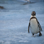 ［６］動物園のプールで泳ぎまわるペンギン