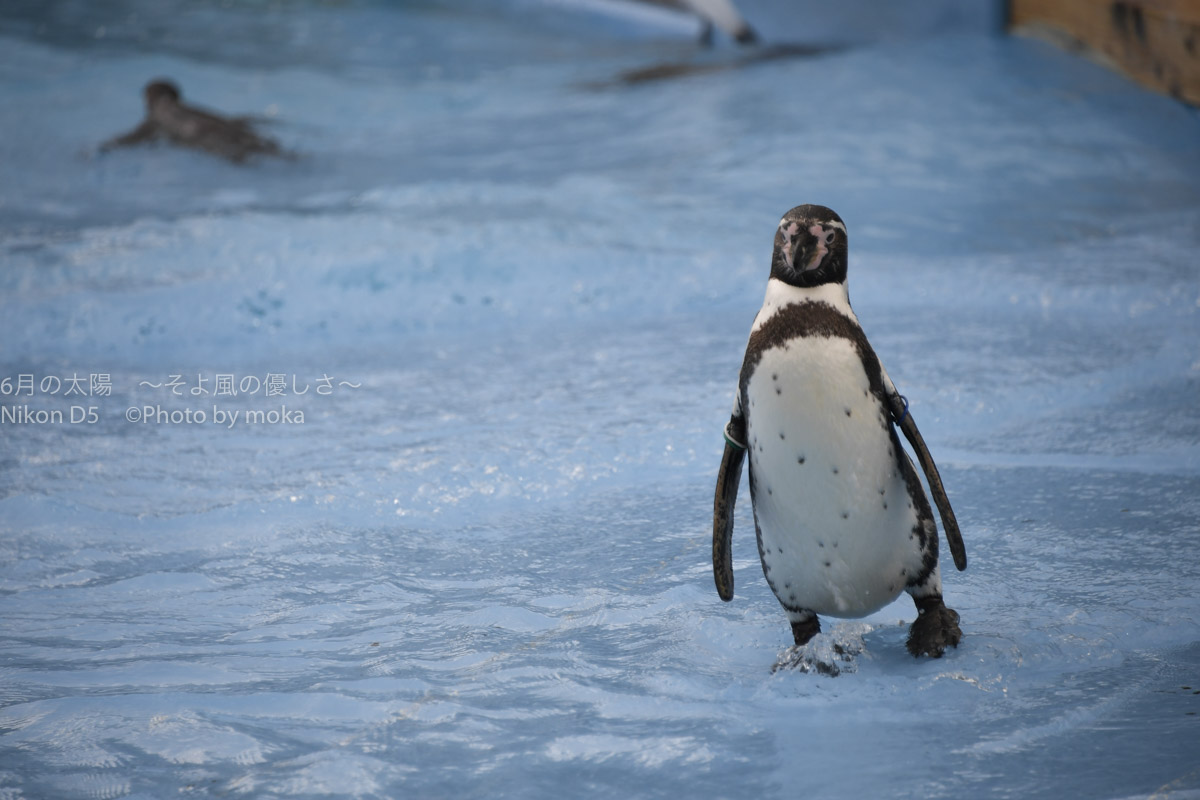 ［６］動物園のプールで泳ぎまわるペンギン