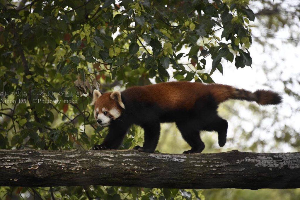 ［６］高い木の上でのレッサーパンダの生活！！