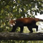 ［６］高い木の上でのレッサーパンダの生活！！