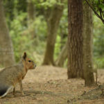 ［６］うさぎにも見えるけど、ネズミの仲間のマーラです！！