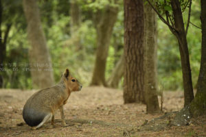 ［６］うさぎにも見えるけど、ネズミの仲間のマーラです！！