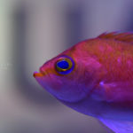 ［６］久しぶりの水族館撮影 ーニコンカレッジー