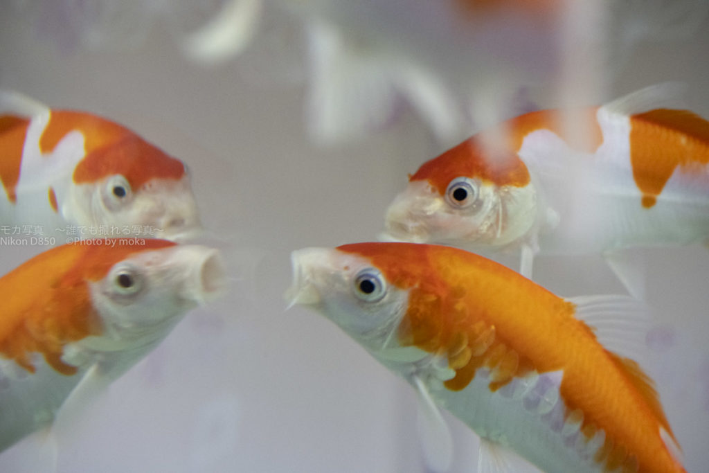 ［６］水族館の錦鯉